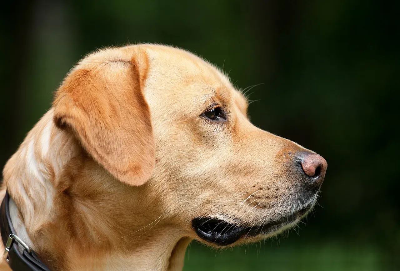 6. Hazel - For the Warm, Nutty-Colored Dog with Soulful Eyes (Image Credits: Pixabay)
