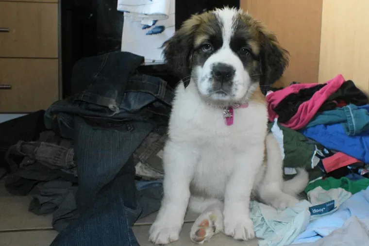 Your Scent Is Their Comfort Blanket (Image Credits: Flickr)