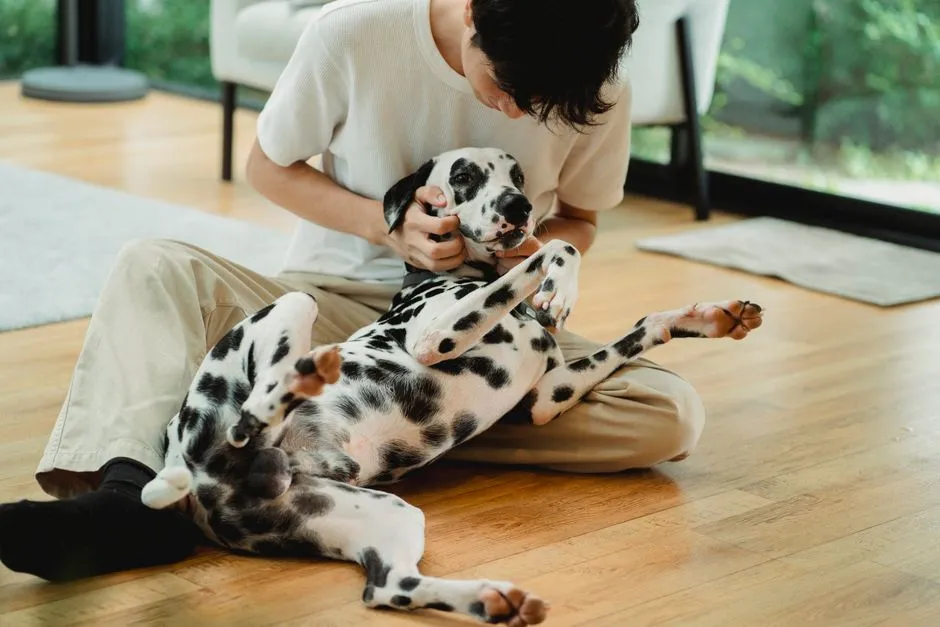 10. Incontinence or House Soiling (Image Credits: Pexels)