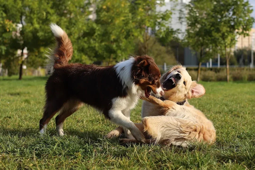 3. Playing Too Rough or Wrestling Aggressively (Image Credits: Unsplash)