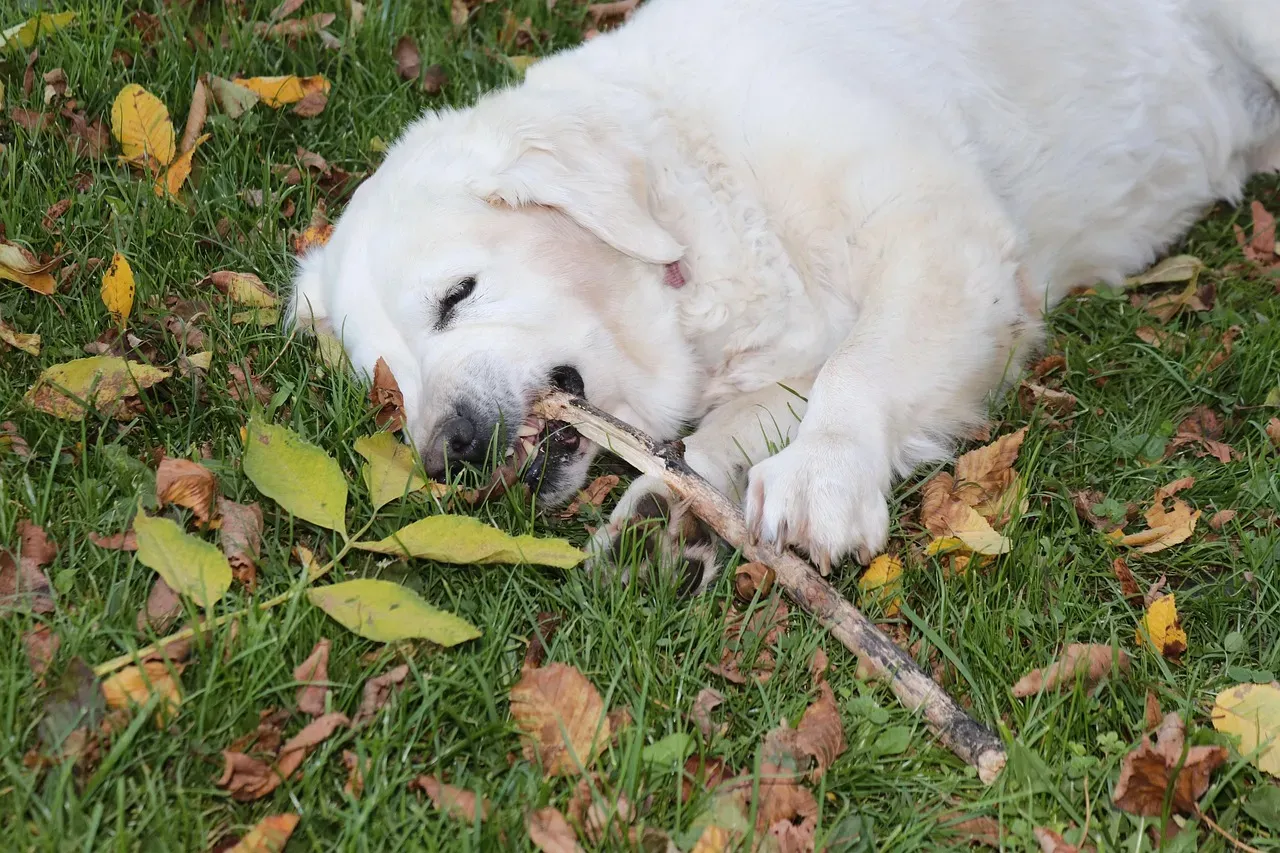 3. Golden Retriever: Sweet Temperament, Sneaky Chewer (Image Credits: Pixabay)