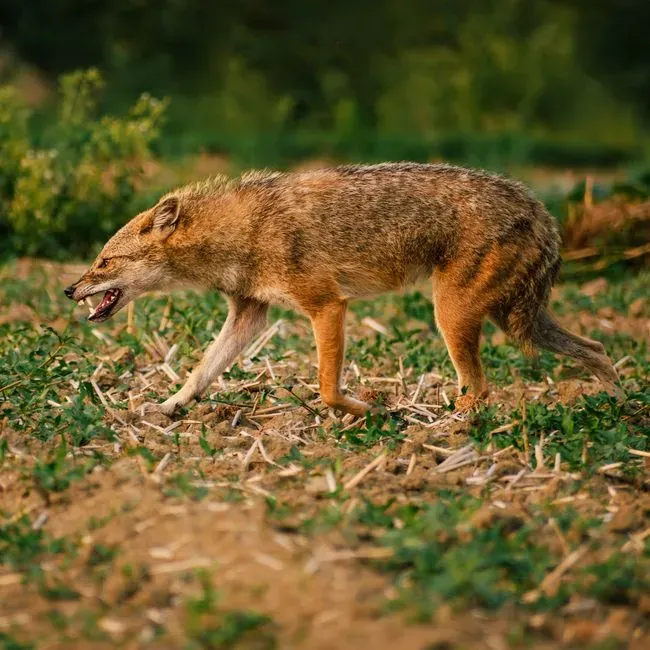 The Golden Jackal: The Flexible Collaborator (Image Credits: Pexels)
