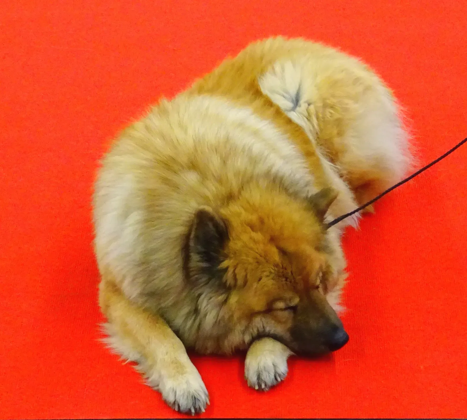 #13 - The Sudden Short "Rally" That Feels Like a Miracle, But Isn't (tired dog, CC BY 2.0)