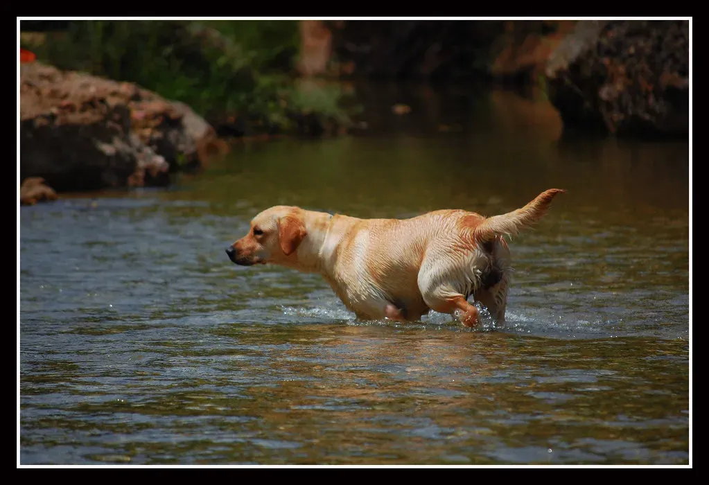 2. Labrador Retriever (Image Credits: Flickr)