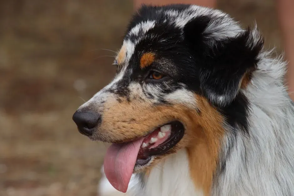 Australian Shepherd: The Energetic Tagalong With Opinions (Image Credits: Pexels)