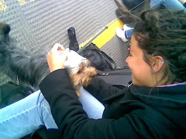 Scottish Terrier: The Independent Scotsman (Image Credits: Flickr)