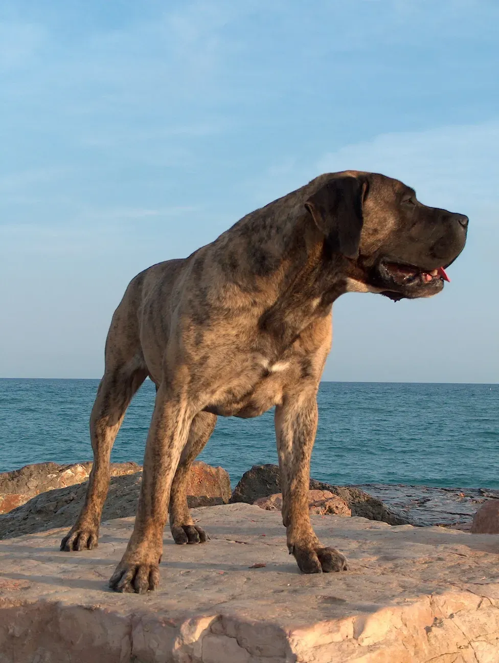7. Presa Canarios and Similar Mastiff-Type Breeds (en.wikipedia, CC BY-SA 3.0)