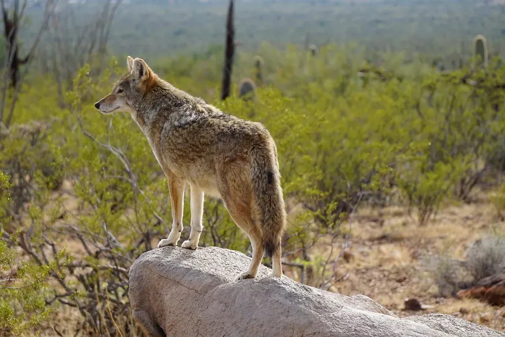 #3: Arizona - Desert Specialists With Surprising Range (rbaire, Flickr, CC BY-SA 2.0)