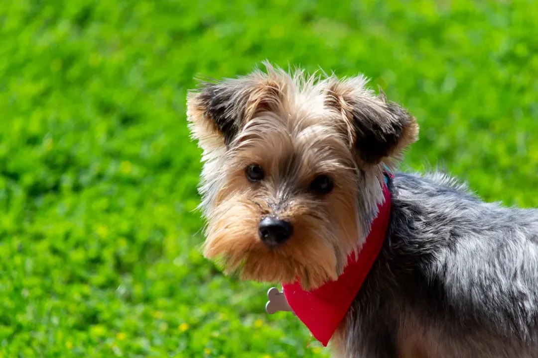 Yorkshire Terriers: Small Watchdogs With Big Barks (Image Credits: Unsplash)
