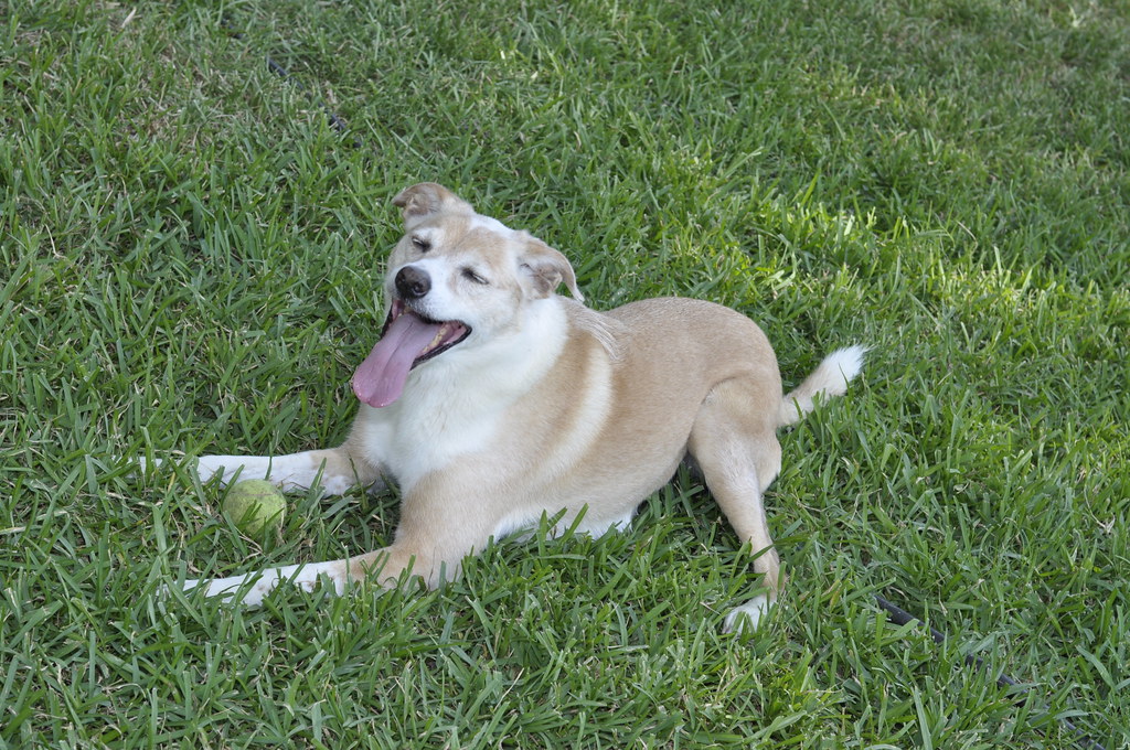 Practical Solutions for Over-Attached Dogs (Image Credits: Flickr)