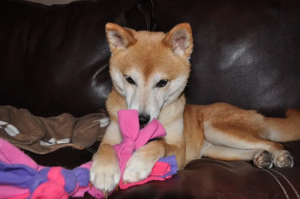 7. Destructive Behavior Has Suddenly Appeared (Image Credits: Flickr)