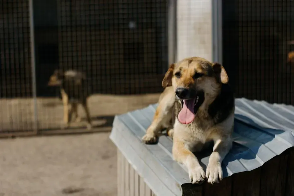 #4 - How Much the Kennel Environment Has Actually Messed With the Dog (Image Credits: Pexels)