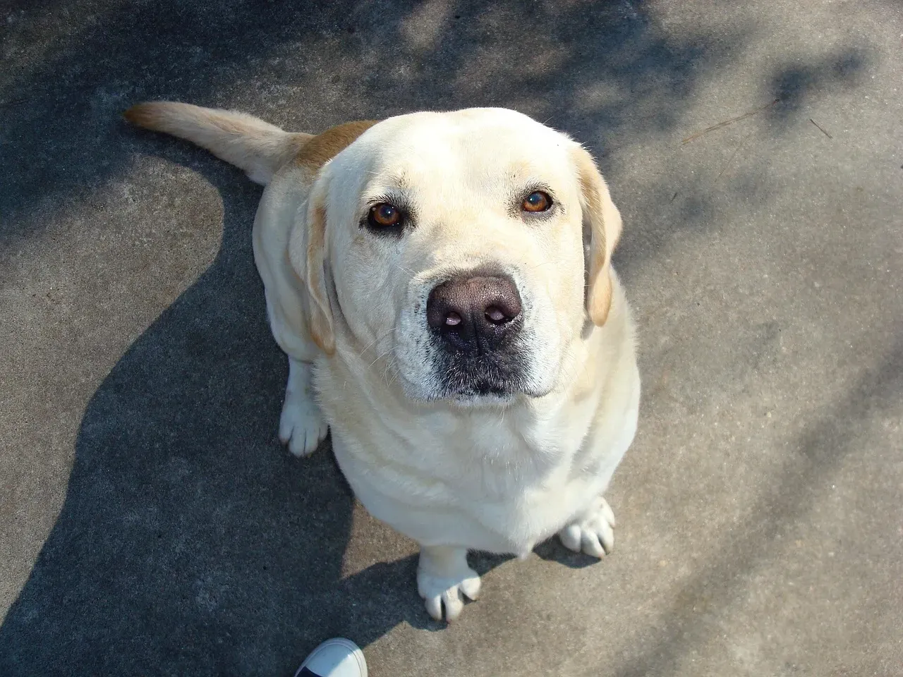 2. Labrador Retriever: America's Loyal Shadow (Image Credits: Pixabay)