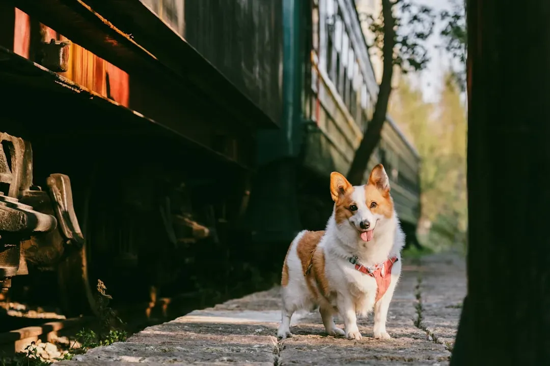 What Your Dog's Memory Has to Do With It (Image Credits: Unsplash)