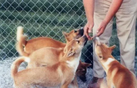 What Your Dog Is Really Trying to Say (By Oldsingerman20, CC0)