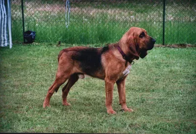 #7 - The Bloodhound's Monastery Legend Has More Charm Than Evidence (By Photographer: Claudia Krebs, CC BY-SA 3.0)