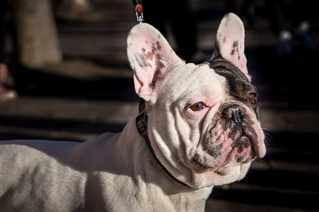 When Head Tilting Becomes a Health Concern (Image Credits: Flickr)