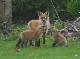 Deal With Fox Families Appropriately (Image Credits: Flickr)