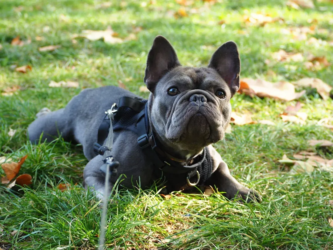 The Breed Factor: Some Dogs Were Simply Not Built to "Obey" (Image Credits: Unsplash)