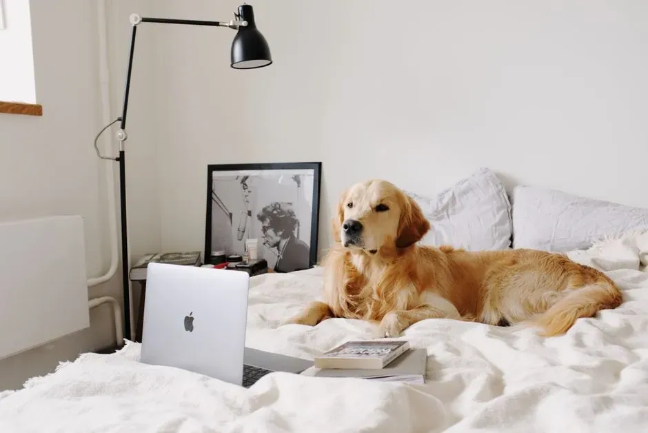 Golden Retriever (Image Credits: Pexels)