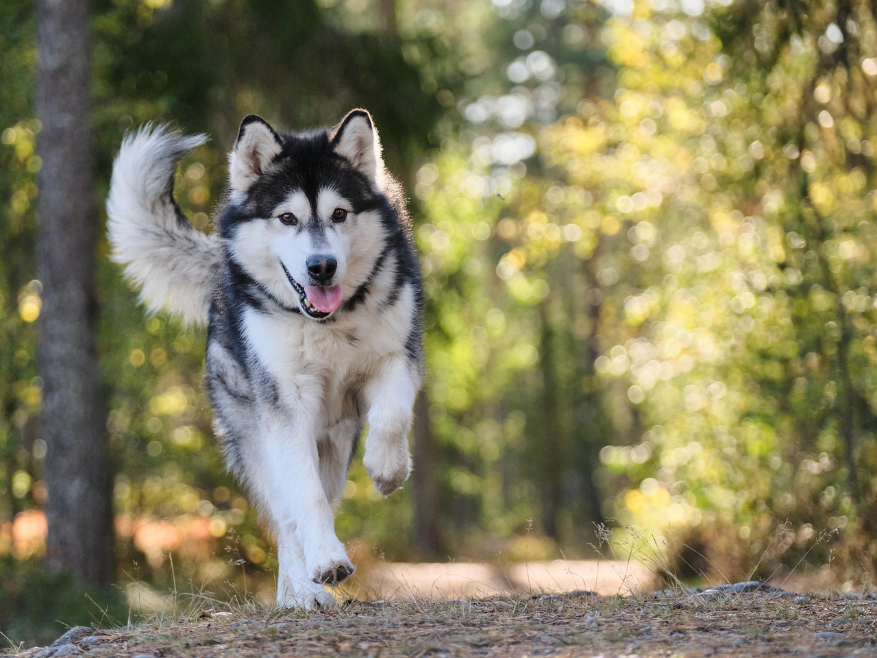 Alaskan Malamute - The Gentle Giant of Winter (Image Credits: Pixabay)