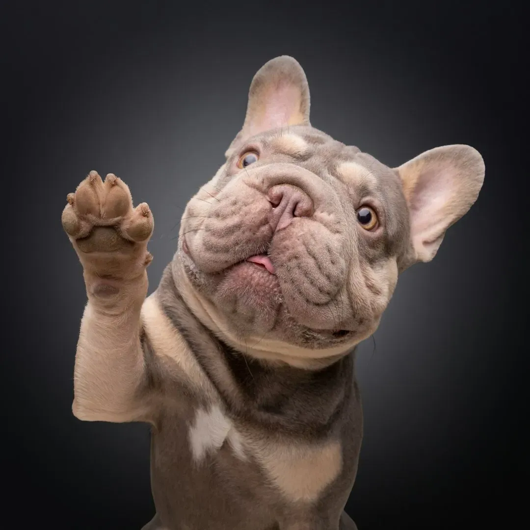 The Surprising Superpower Hidden in an Everyday Dog Trick (Image Credits: Unsplash)