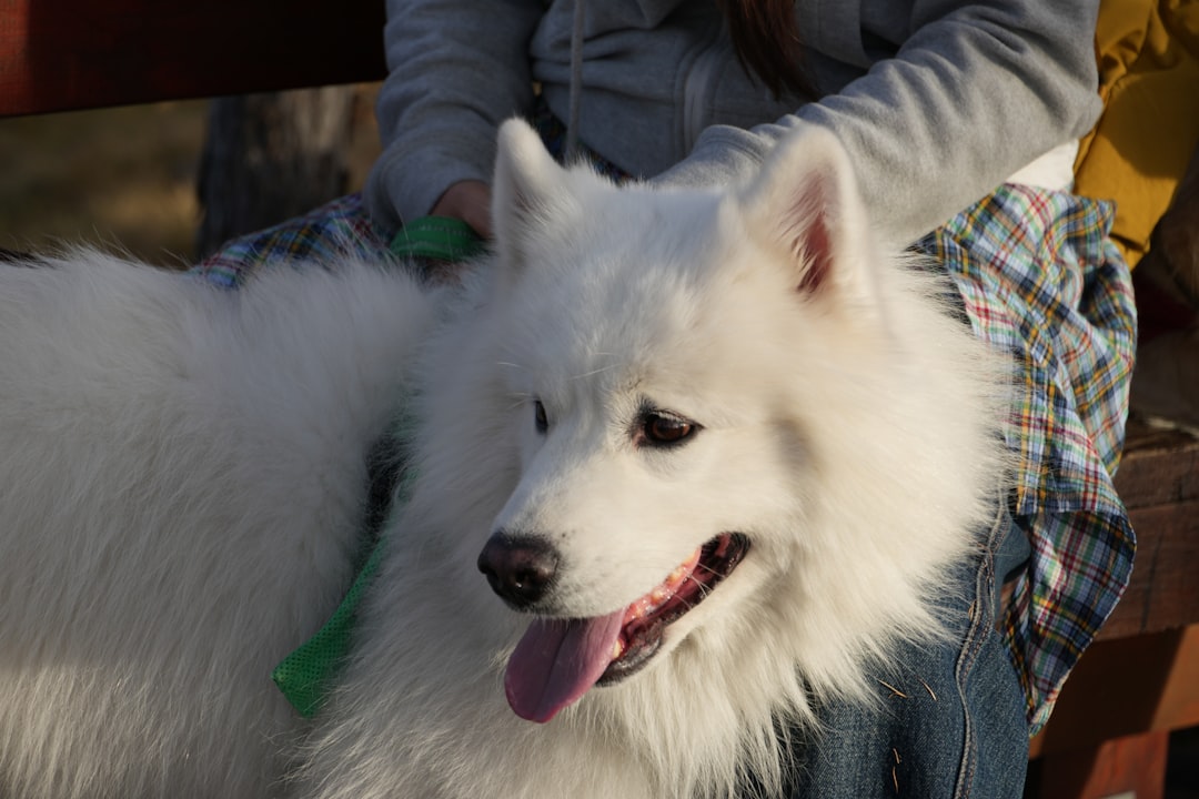 Finding Your Perfect Stress-Relief Companion (Image Credits: Unsplash)