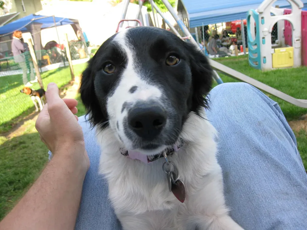 The Attention Seeker: When Your Dog Just Wants You (Image Credits: Flickr)