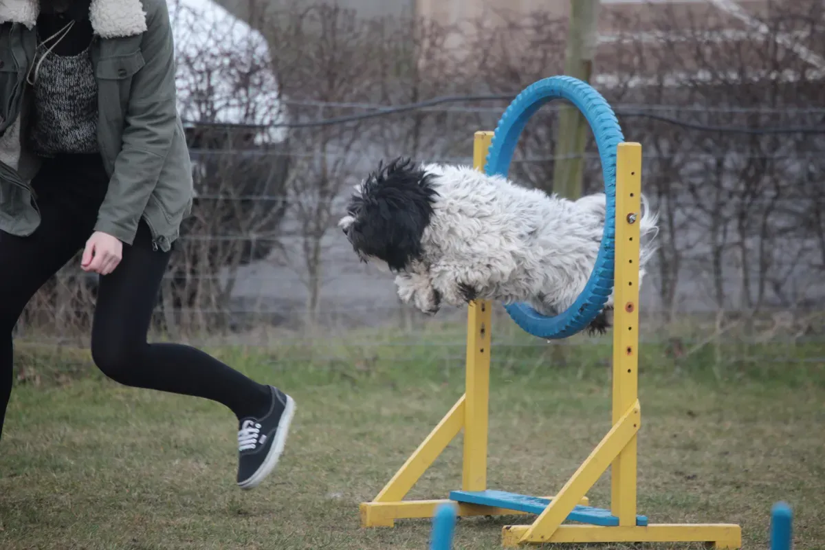 Moderate Exercise and Smart Training (Flickr: Tibetan Terrier flying through a hoop, CC BY 2.0)