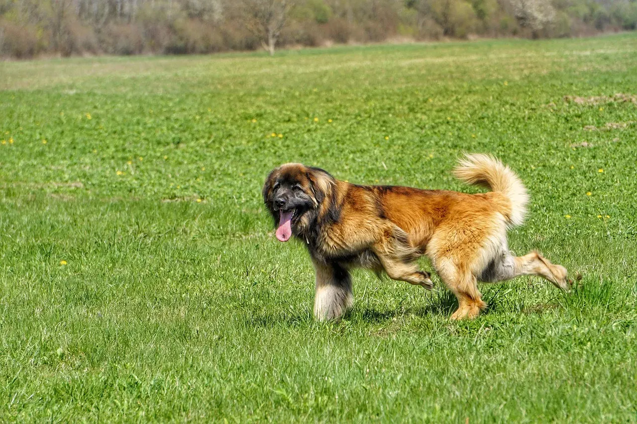Leonberger (Image Credits: Pixabay)