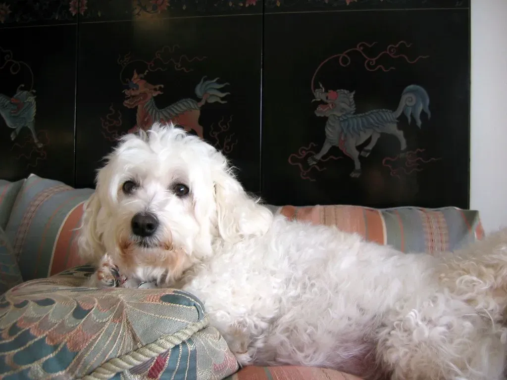 Bichon Frise: The Fluffy Ball of Nervous Energy (Image Credits: Flickr)