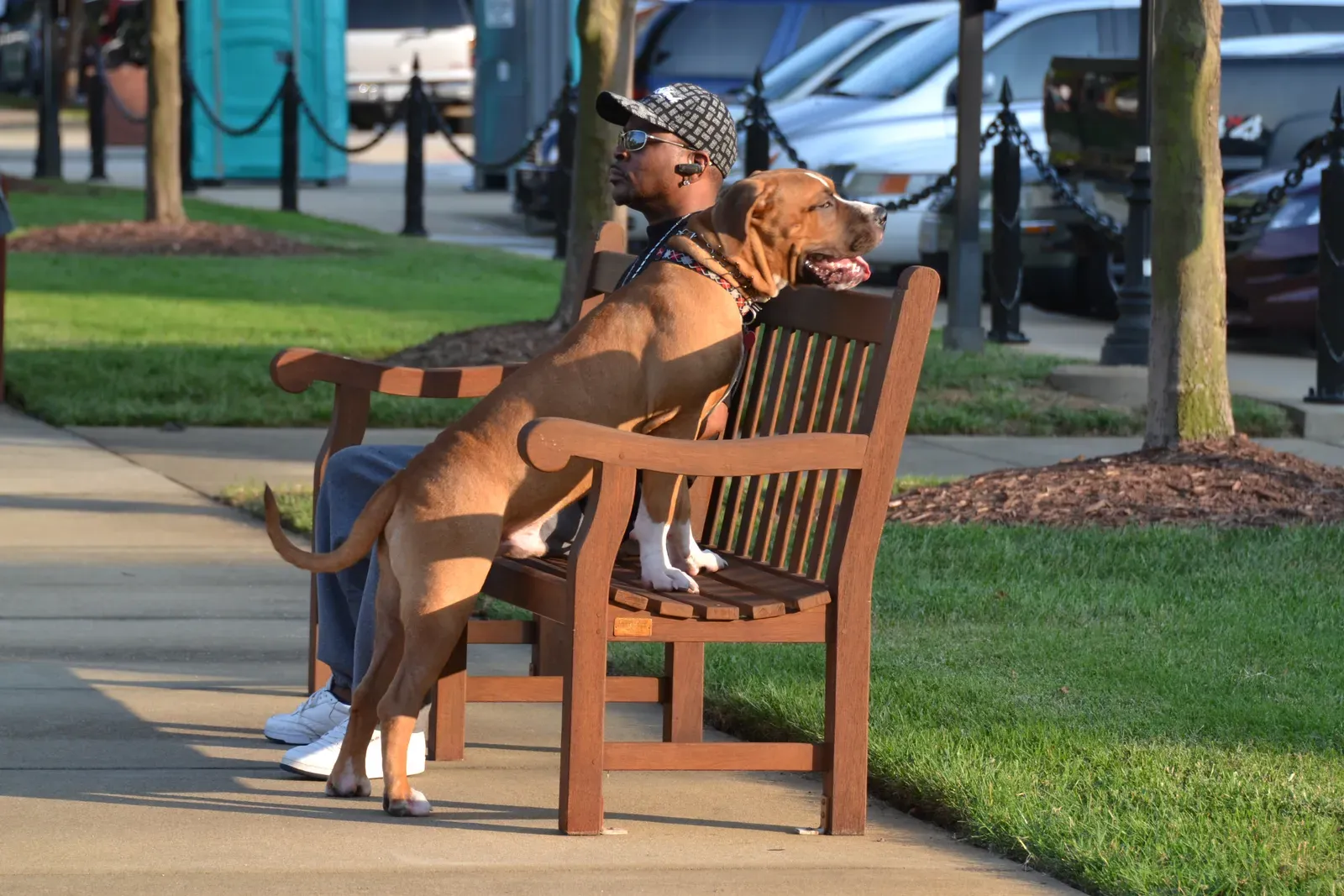 6. Boxer: The Playful Protector (Image Credits: Wikimedia)