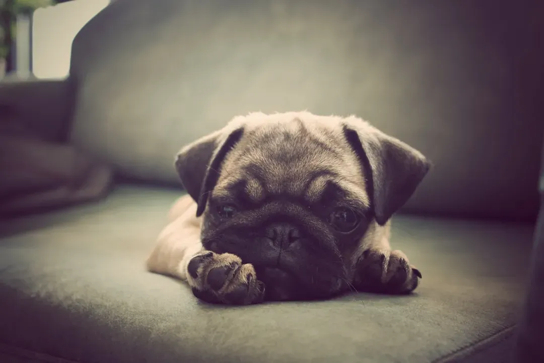6. Pug: The Couch-Loving City Dweller (Image Credits: Unsplash)
