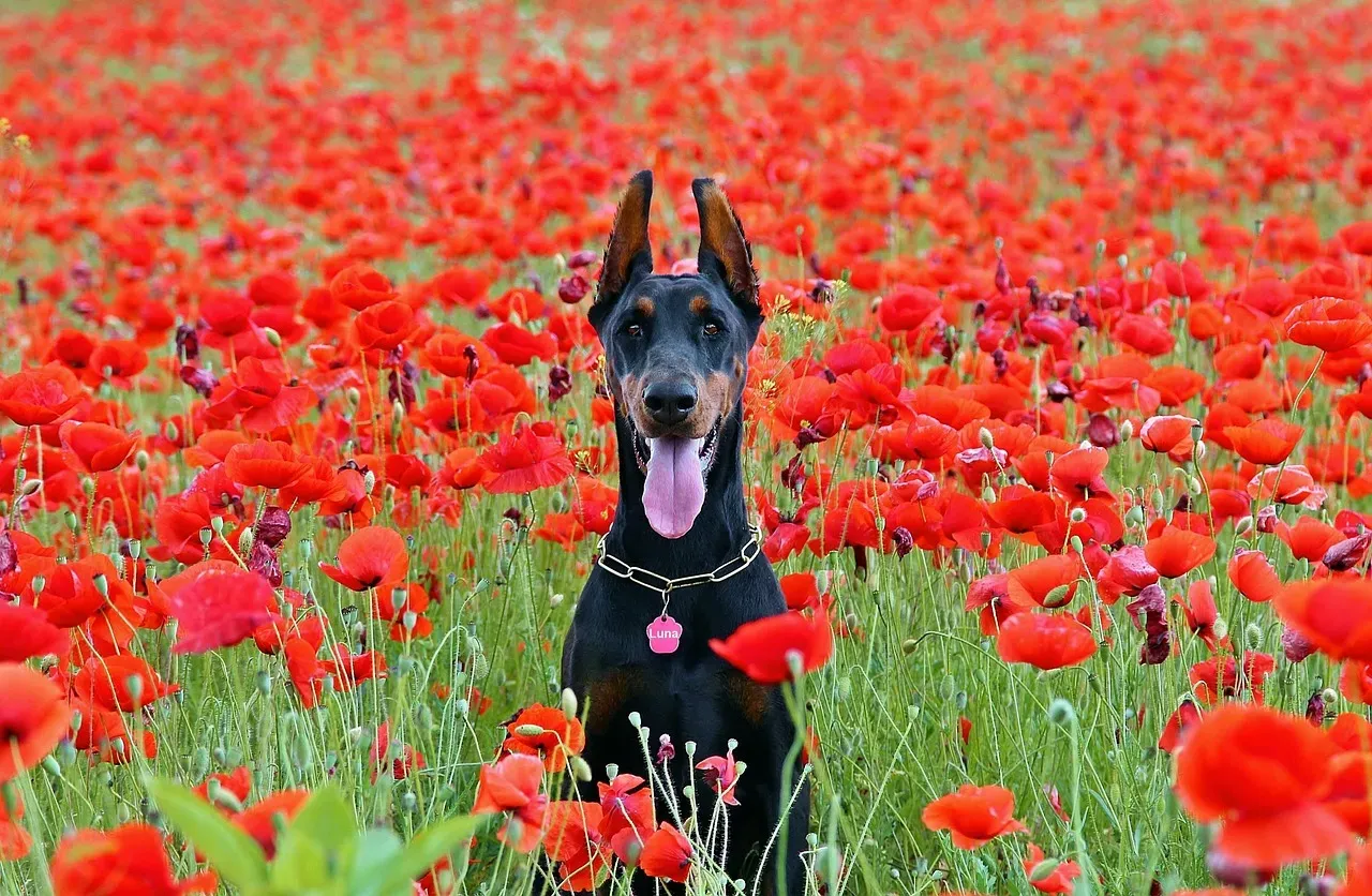#4. Doberman Pinscher (Image Credits: Pixabay)