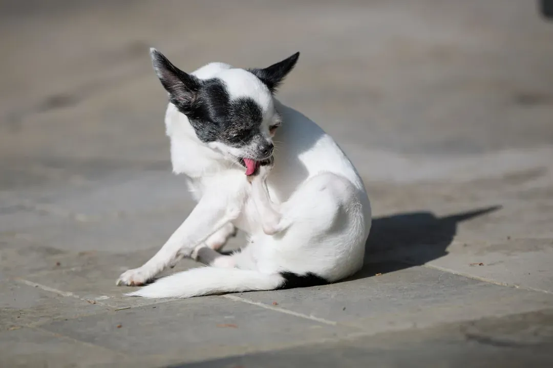 Why Dogs Scratch When They Feel Tense or Conflicted (Image Credits: Unsplash)