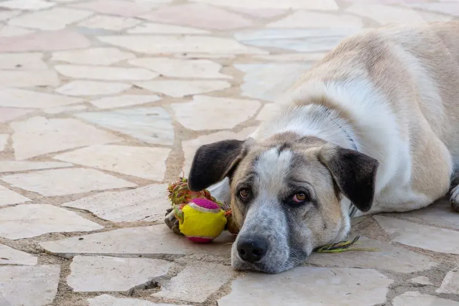 The Psychological Toll of Boredom and Isolation (Image Credits: Pexels)