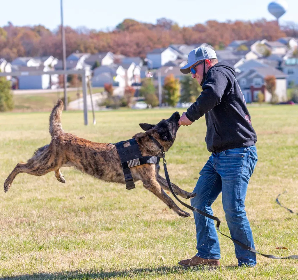What This Says About Our Relationship With Dogs (Richard Ricciardi, Flickr, CC BY 2.0)