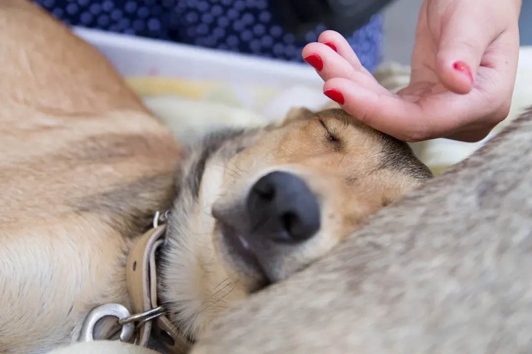 Harness the Power of Calming Massage (Image Credits: Unsplash)