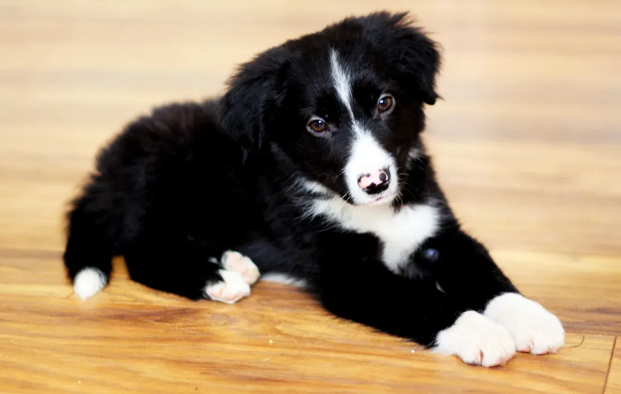 #2 - Getting Fit Because the Dog Refuses to Let You Sit Still (Image Credits: Pixabay)