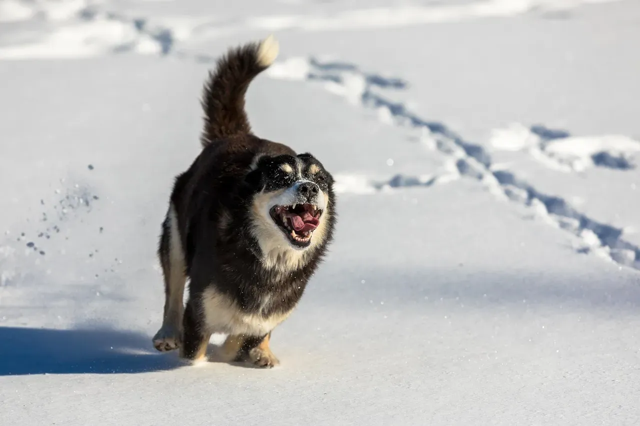 Burlington, Vermont: New England Winters and Small-Town Dog Culture (Image Credits: Pixabay)