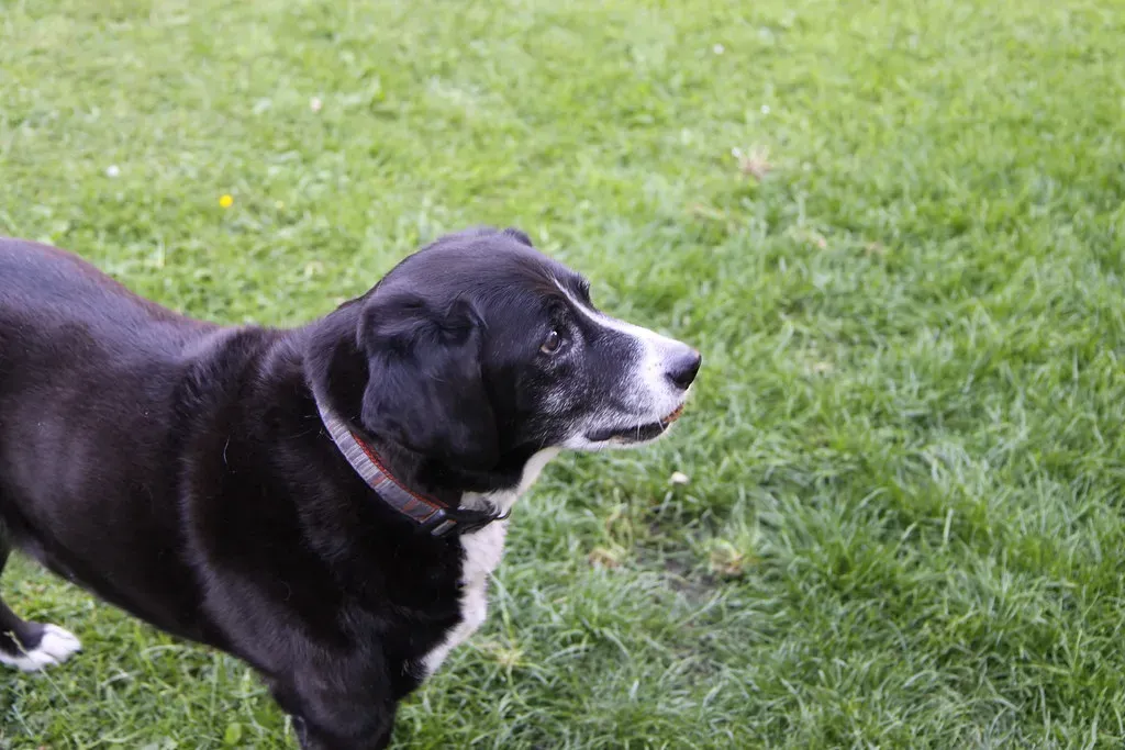 What You Can Do as a Caring Dog Owner (DrPizza, Flickr, CC BY 2.0)