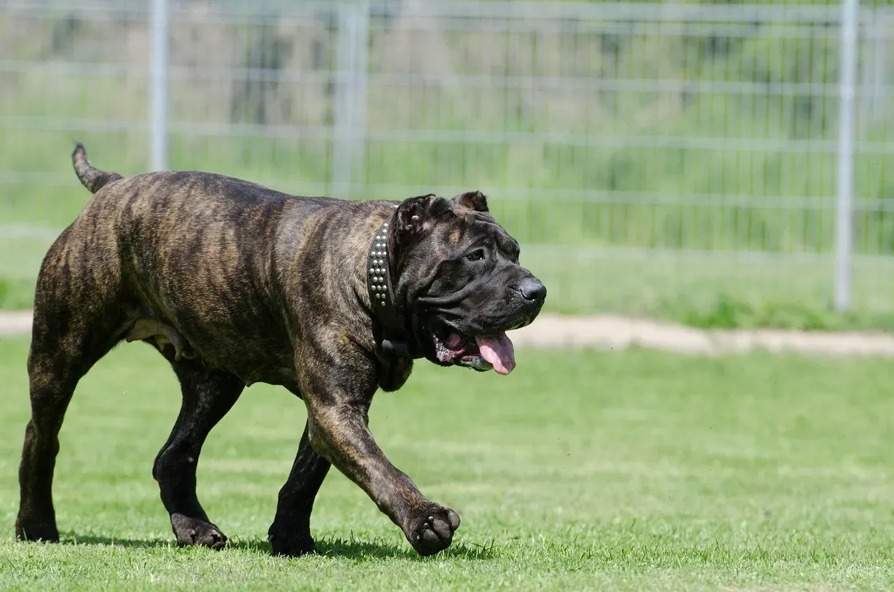 #10 - Presa Canario (Image Credits: Pixabay)