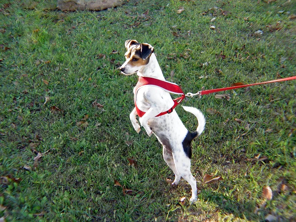 9. Jack Russell Terrier: The Small Dog With Explosive Energy (Image Credits: Flickr)