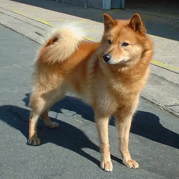 11. Finnish Spitz: The Singing Fox Dog (CC BY-SA 3.0)