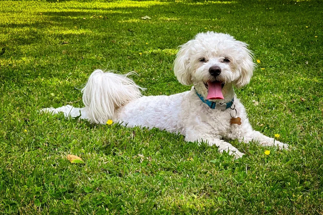 #11 - Bichon Frisé: Court Entertainer Before Couch Decoration (Image Credits: Unsplash)