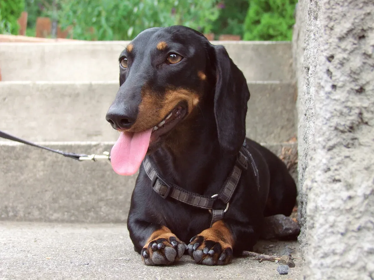 8. Dachshund (Image Credits: Pixabay)