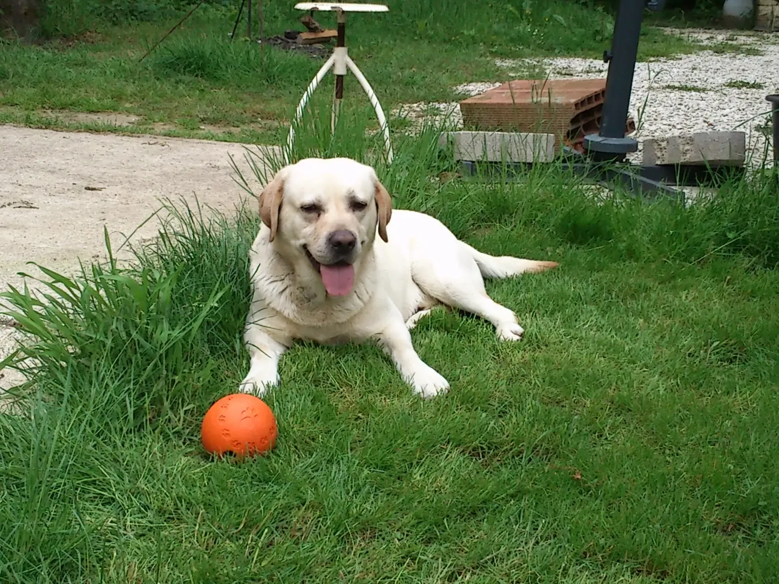 Labrador Retriever (Image Credits: Wikimedia)