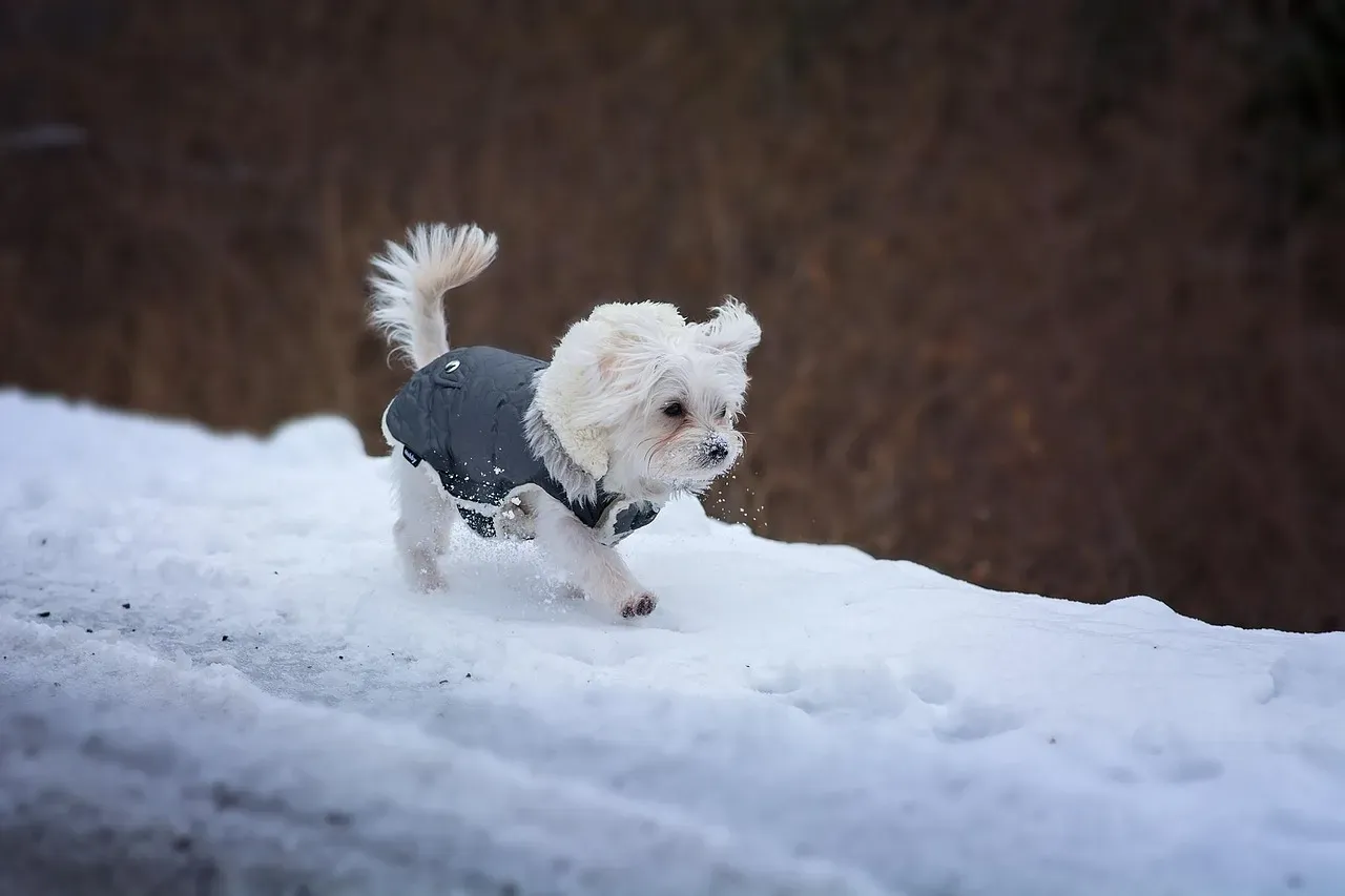 9. Maltese – Pretty Coat, But Not a True Cold-Weather Shield (Image Credits: Pixabay)
