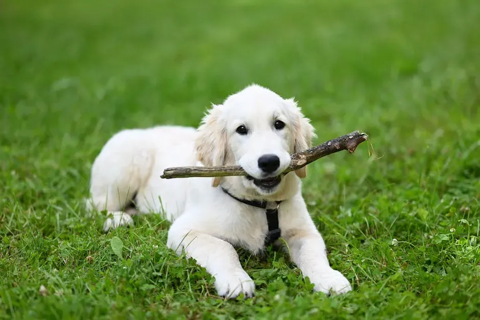 The Golden Retriever: Sunshine in Dog Form, Every Single Year (Image Credits: Pexels)