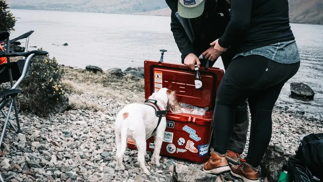 #8: A Dog First Aid Kit (Image Credits: Unsplash)
